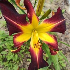 Meet your Posher, Althea